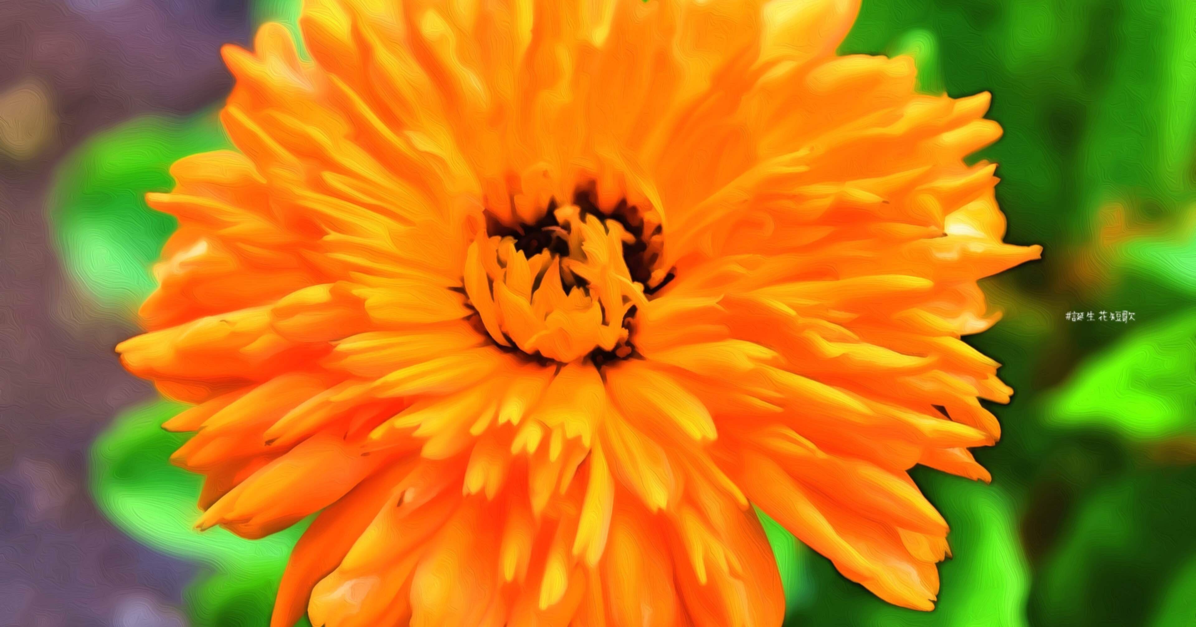 2月9日 誕生花は金盞花 誕生花短歌 御子柴 流歌 Note