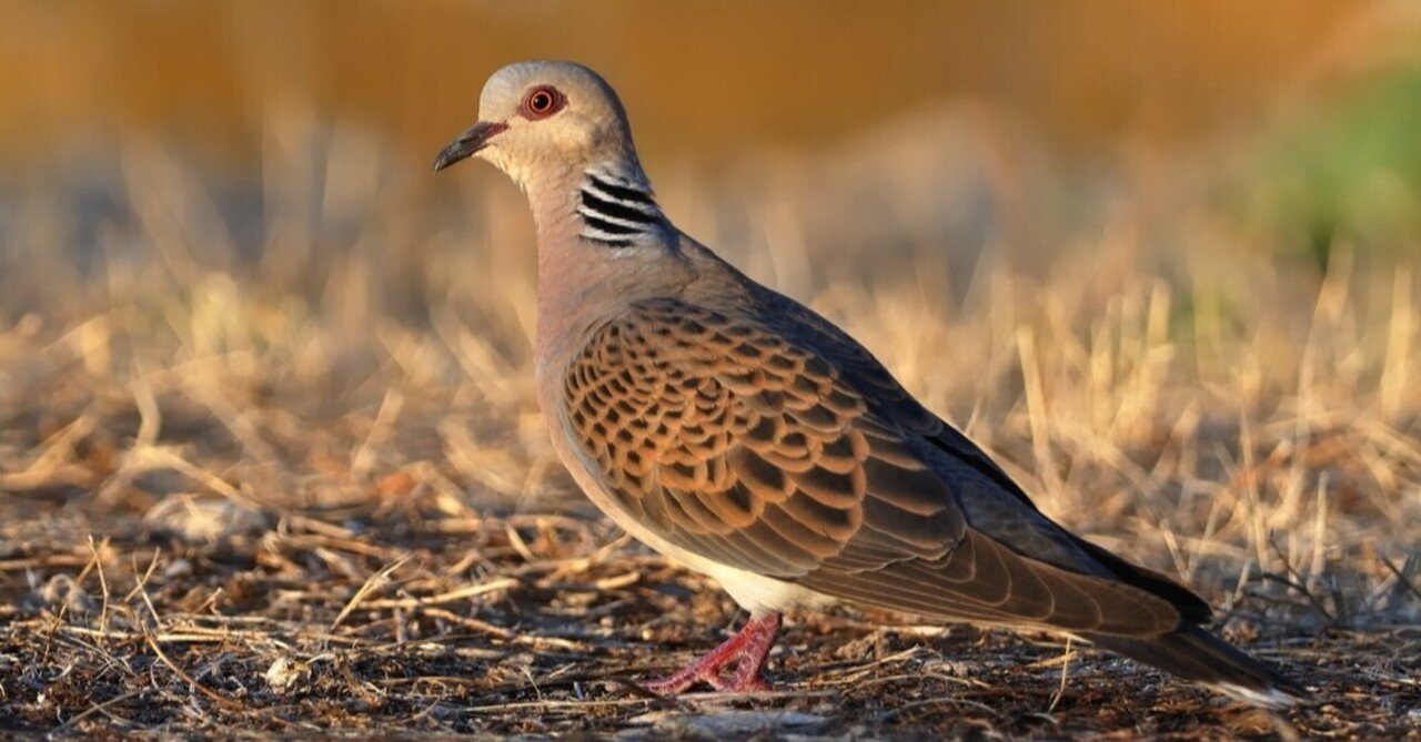 鎌倉の野鳥コレクション１ キジバト おおたしじみ Note