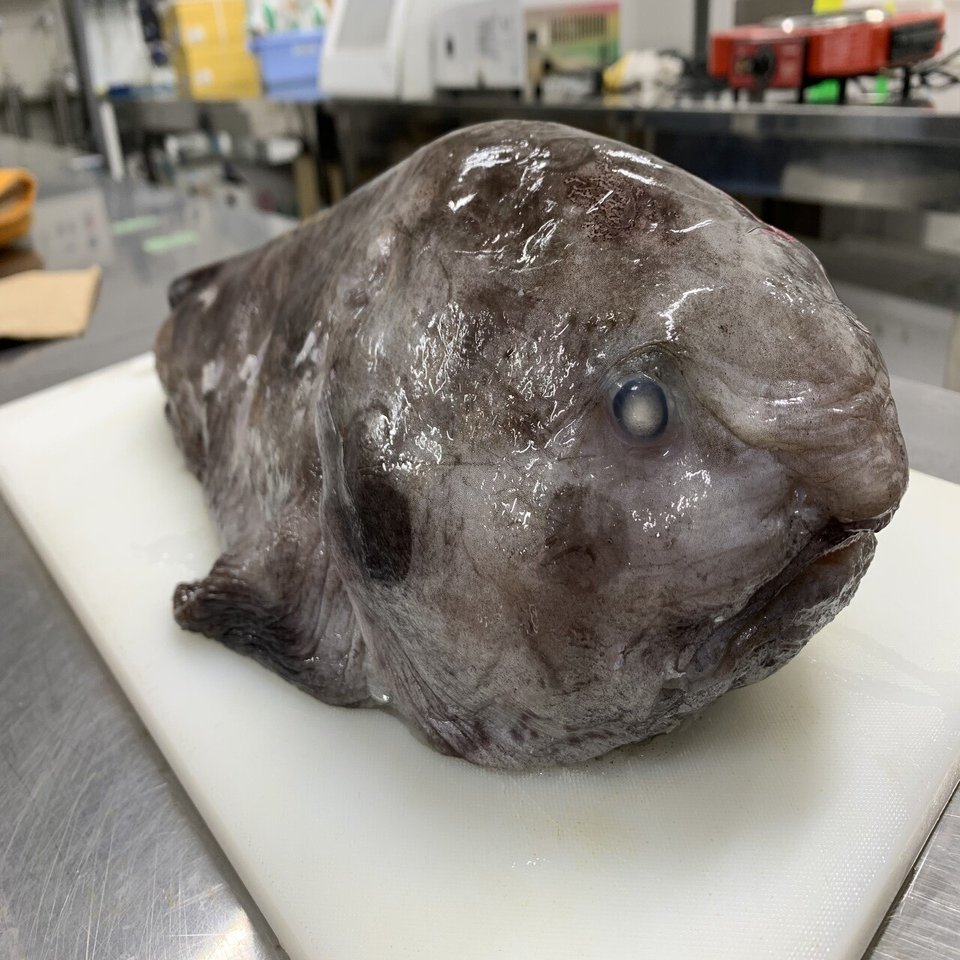 2】ニュウドウカジカ：世界一ブサイクと認定された深海魚｜タキ【深海