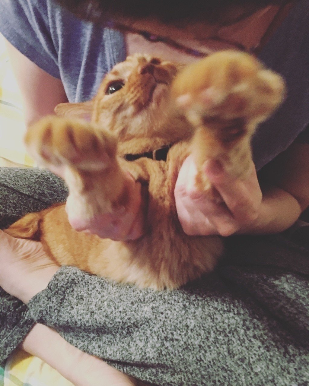 ママ お手手をビヨーン 弟ネコ Mizunote Note