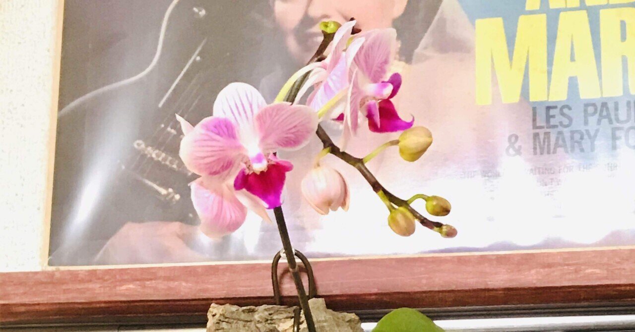 マイクロ胡蝶蘭 ファレノプシス｜松本健太