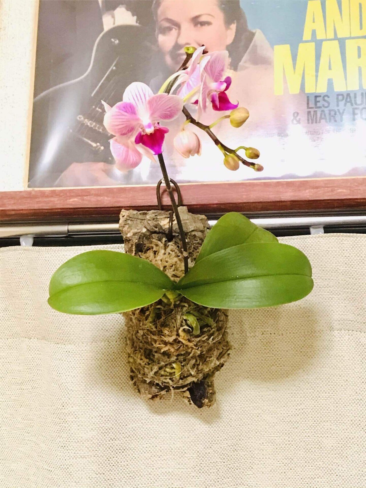 マイクロ胡蝶蘭 ファレノプシス｜松本健太