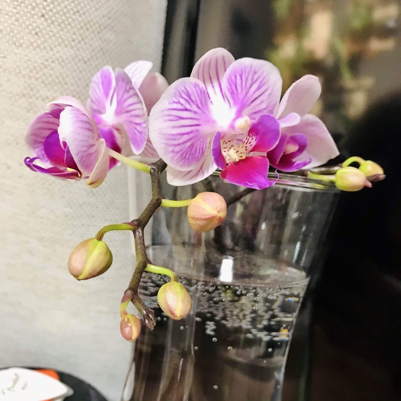 マイクロ胡蝶蘭 ファレノプシス｜松本健太
