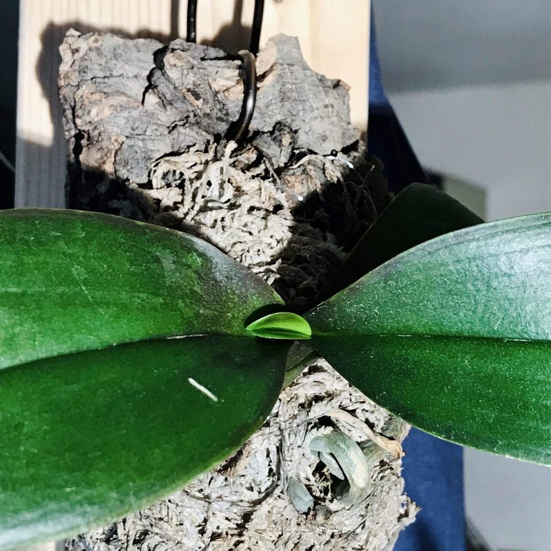 マイクロ胡蝶蘭 ファレノプシス 松本健太 松千 Note