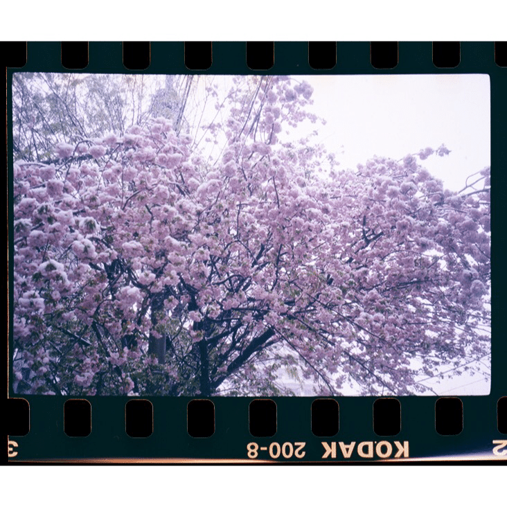 いつかの桜 ぞいぞい日記 Note