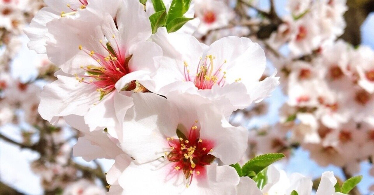 スペインで桜？｜saki ＠spain