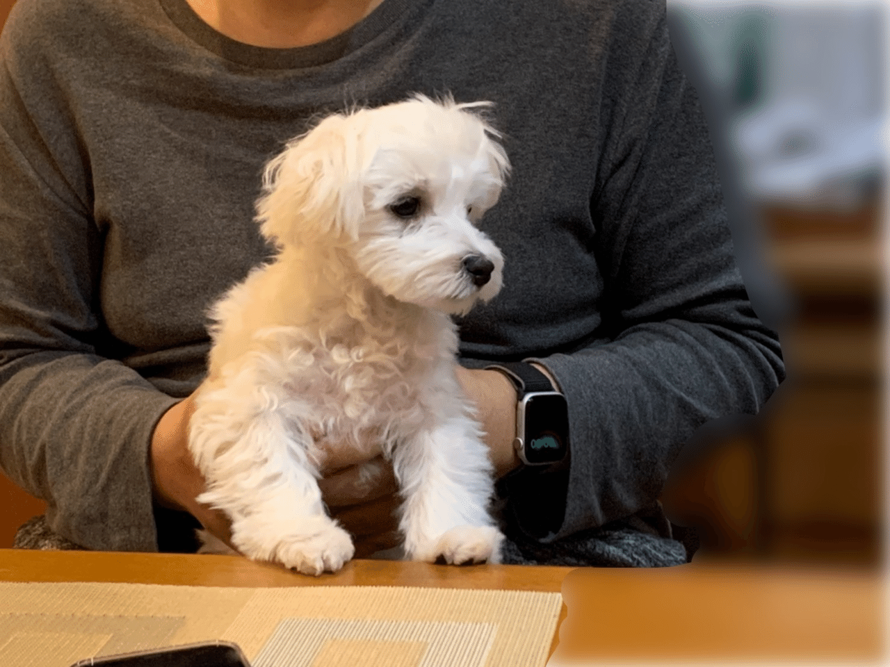 ふむ じゃあ そっちの意見も聞いてみようか マルチーズ 犬のいる生活 犬のいる暮らし 鈴麻呂 Note