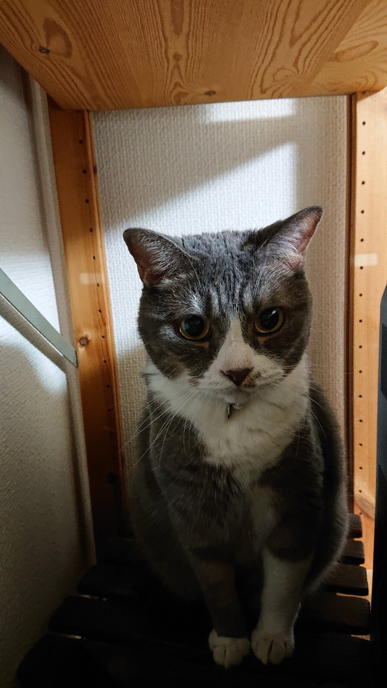 ぼけー まる Note