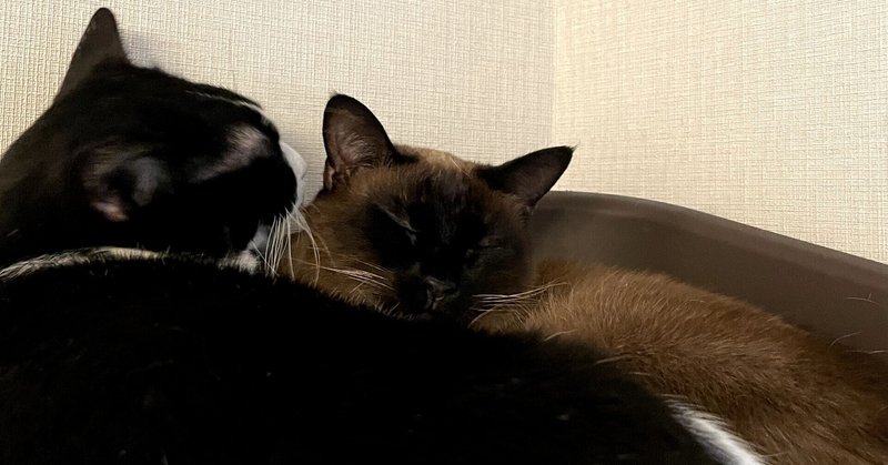猫の喧嘩に巻き込まれる Amo あも Note