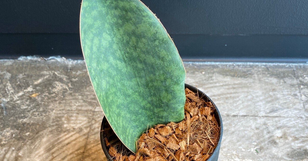 オフィスにある観葉植物 サンセベリア編 Flosta Inc Note オフィスにある観葉植物 サンセベリア編 Flosta Inc Note