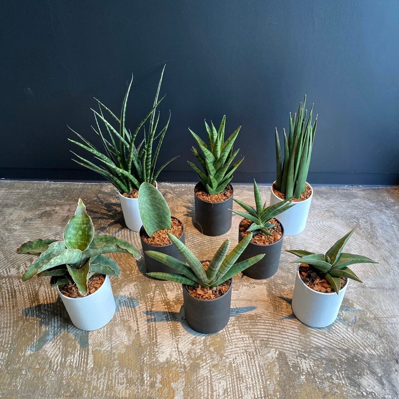オフィスにある観葉植物 サンセベリア編 Flosta Inc Note