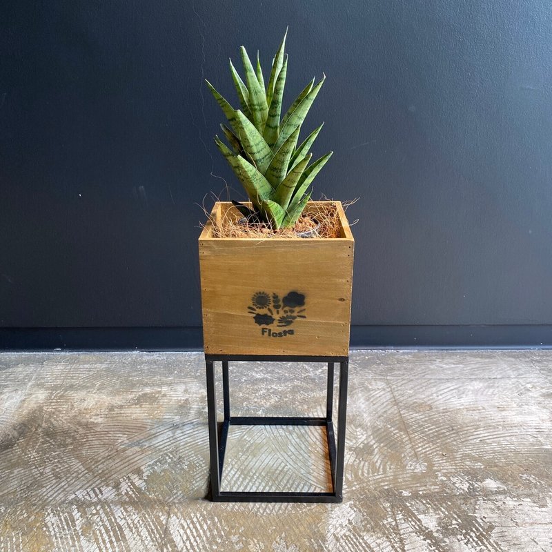 オフィスにある観葉植物 サンセベリア編 Flosta Inc Note