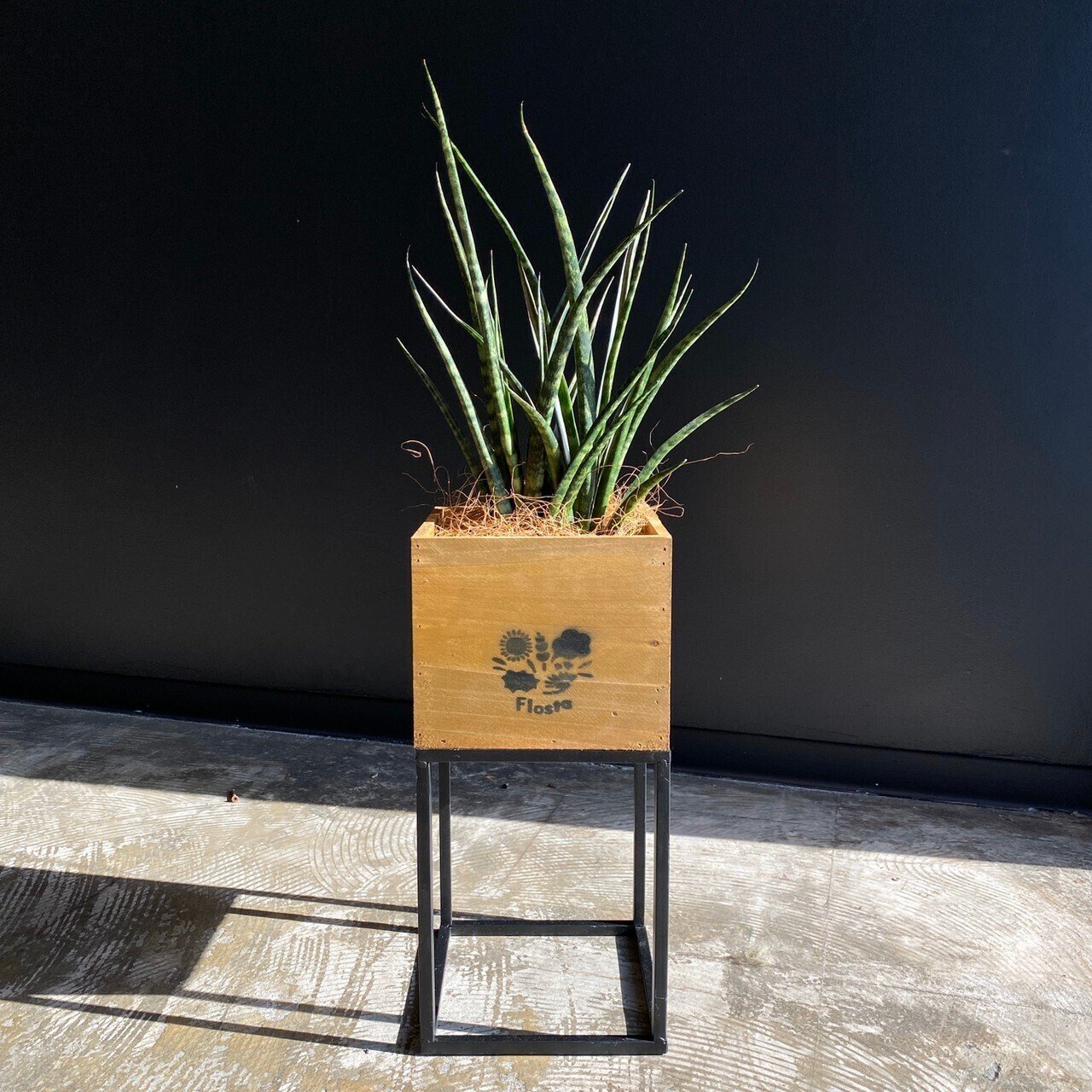 オフィスにある観葉植物 サンセベリア編 Flosta Inc Note