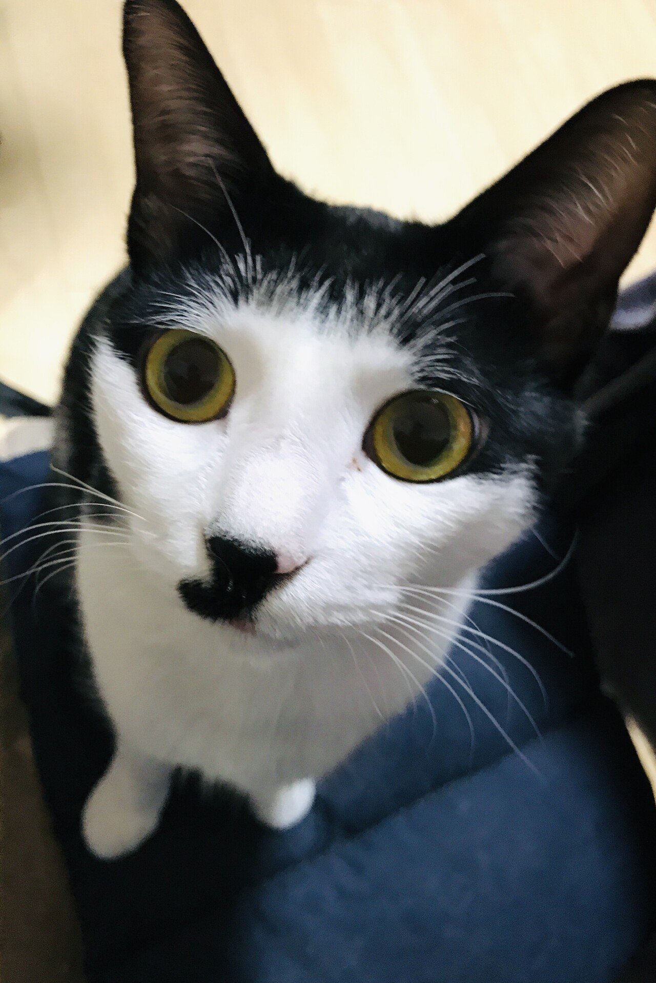 猫から見た発達障害 No3｜ナナトエリ 亀山聡｜note