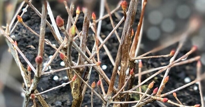 植えてみよう ドウダンツツジ 競馬好きの造園サラリーマン Note 植えてみよう ドウダンツツジ 競馬好きの造園サラリーマン Note