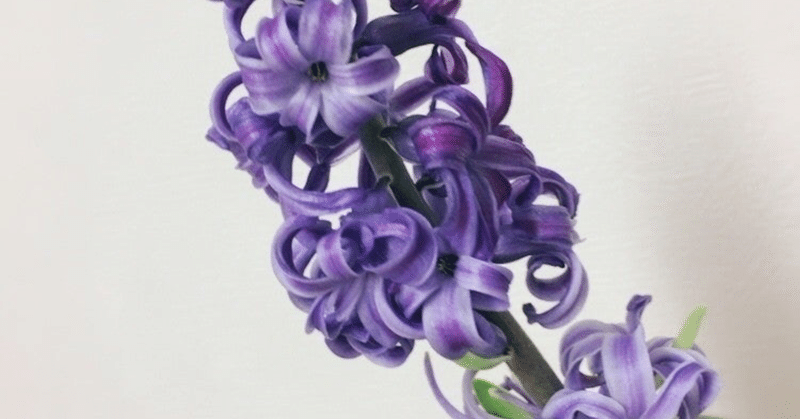 ヒヤシンスの水栽培 気づき ちーこ Note