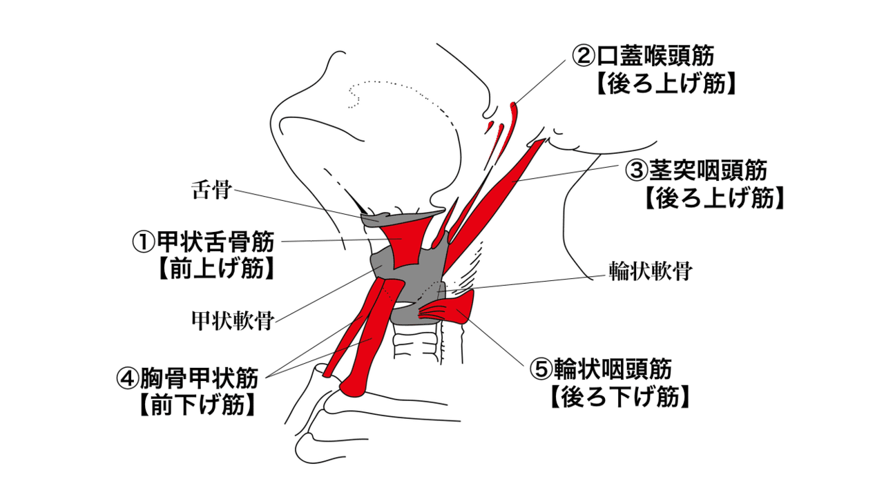 歌声を強くする練習!当てトレ①【アンザッツ・ミックスボイス ...