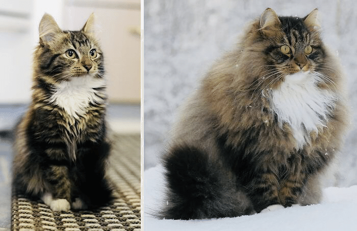 今日は猫の日 春がきて子猫は綺麗になった ノリノリ Note 今日は猫の日 春がきて子猫は綺麗になった ノリノリ Note