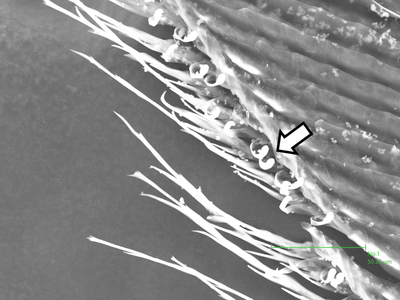 ミクロワールドへようこそ 電子顕微鏡を疑似体験 浜松科学館 みらいーら