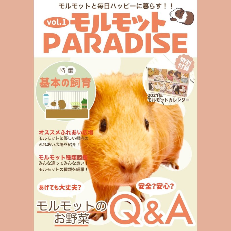 モルモットの雑誌が出たら良いなと思った話 Licht 小野りひと イラストレーター Note