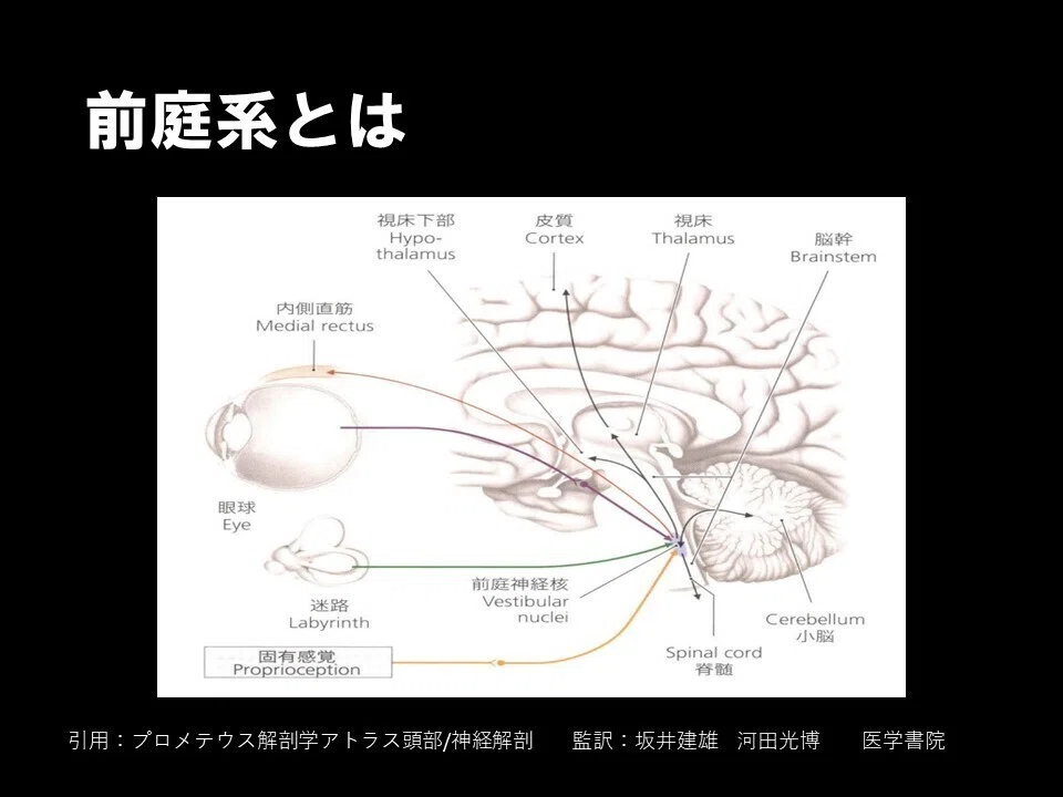 【前庭系・前庭脊髄路を学ぶ】｜relief-ﾘﾘｰﾌ‐ by 東海BiNI研究会