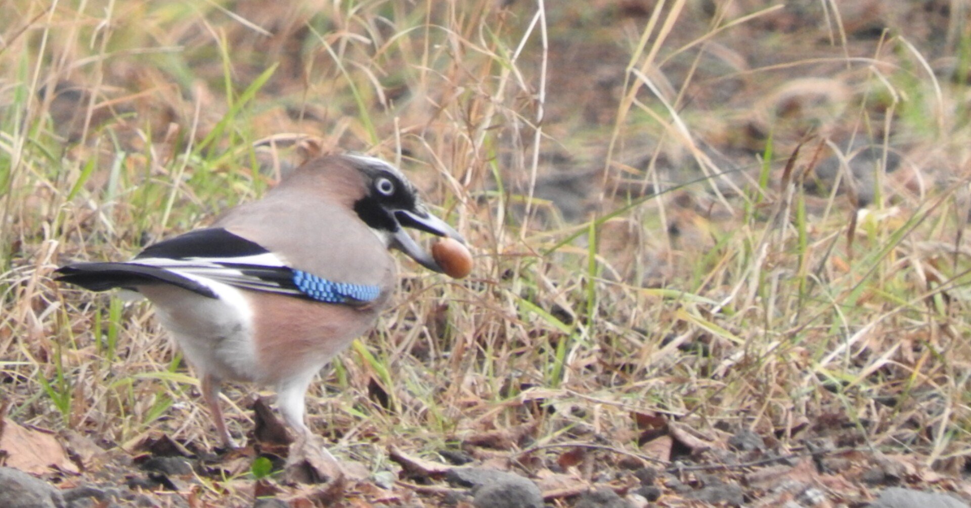 ある日から庭にギャングがやってくるようになった どんぐりを食べるカケス編 山と川と暮らし Note ある日から庭にギャングがやってくるようになった どんぐりを食べるカケス編 山と川と暮らし Note