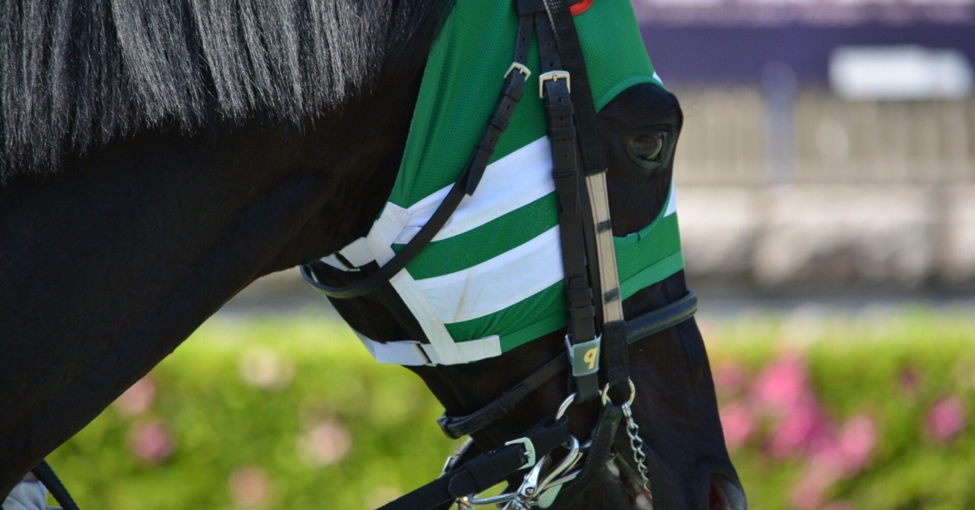 予想する楽しさ ノルディック複合と競馬 スキージャンプ選手 内藤智文 Note 予想する楽しさ ノルディック複合と競馬 スキージャンプ選手 内藤智文 Note