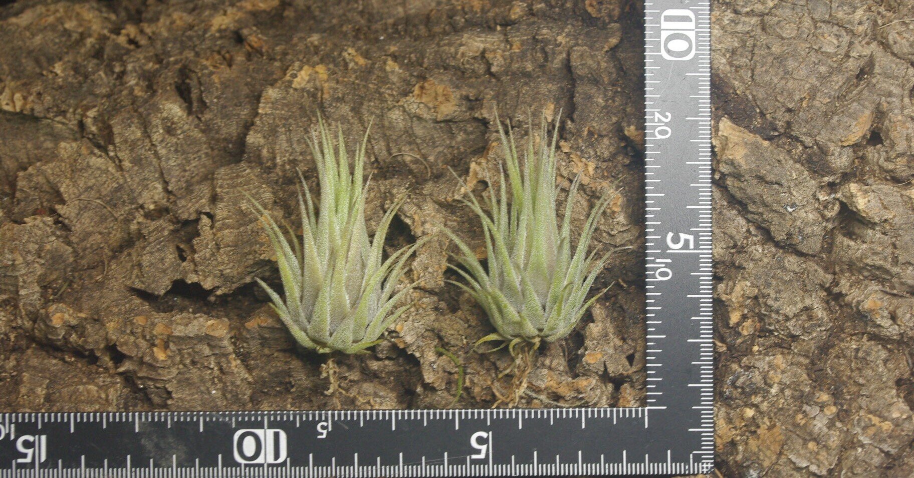 チランジア入荷リスト2/6｜NatureGarden🌿神田