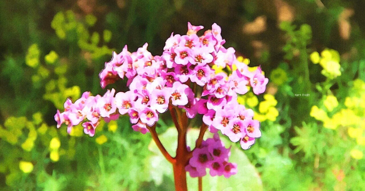 2月10日 誕生花は喜馬拉雅雪ノ下 誕生花短歌 御子柴 流歌 Note 2月10日 誕生花は喜馬拉雅雪ノ下 誕生花短歌 御子柴 流歌 Note