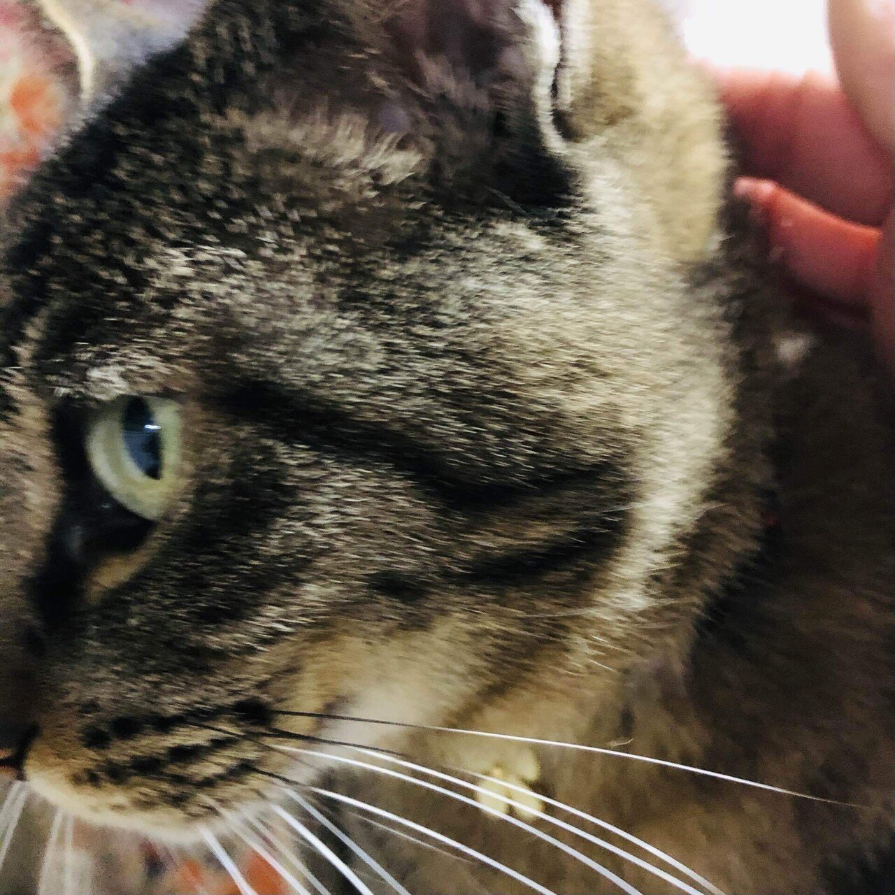 絶賛すりすりご褒美タイム中のキジトラのきーちゃん きーちゃんは お外の猫だったけどね うちの子になって4年ほど こんなにベタベタで甘々な子がどうやってお外で暮らしていたんだか 猫さま達がどんなに みゆ Note 絶賛すりすりご褒美タイム中のキジトラのきーちゃん きーちゃんは お外の猫だったけどね うちの子になって4年ほど こんなにベタベタで甘々な子がどうやってお外で暮らしていたんだか 猫さま達がどんなに みゆ Note