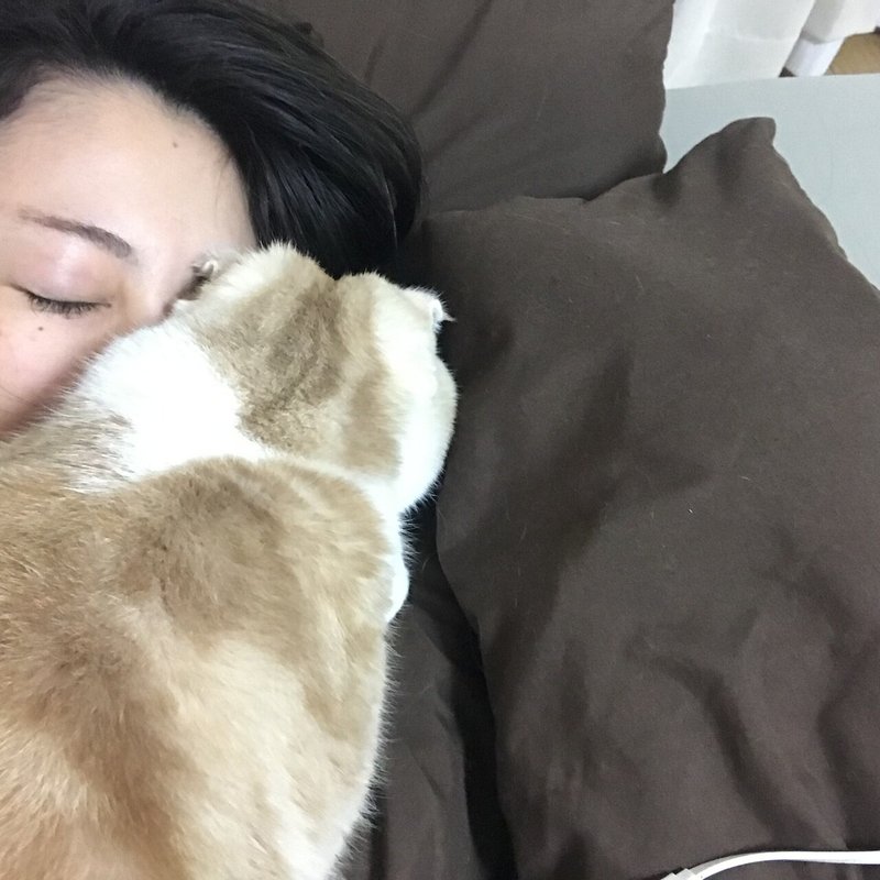 うちの猫の距離感が近すぎる トイアンナマガジン トイアンナ Note うちの猫の距離感が近すぎる トイアンナマガジン トイアンナ Note