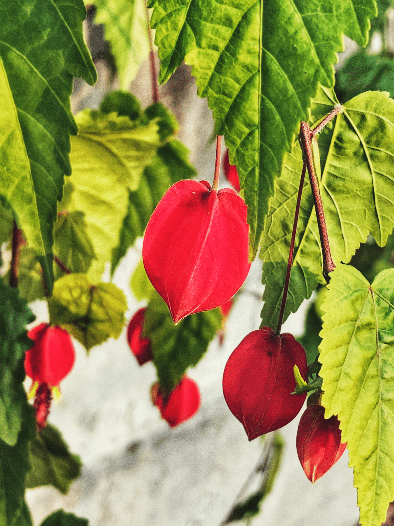 チロリアンランプ のの Note