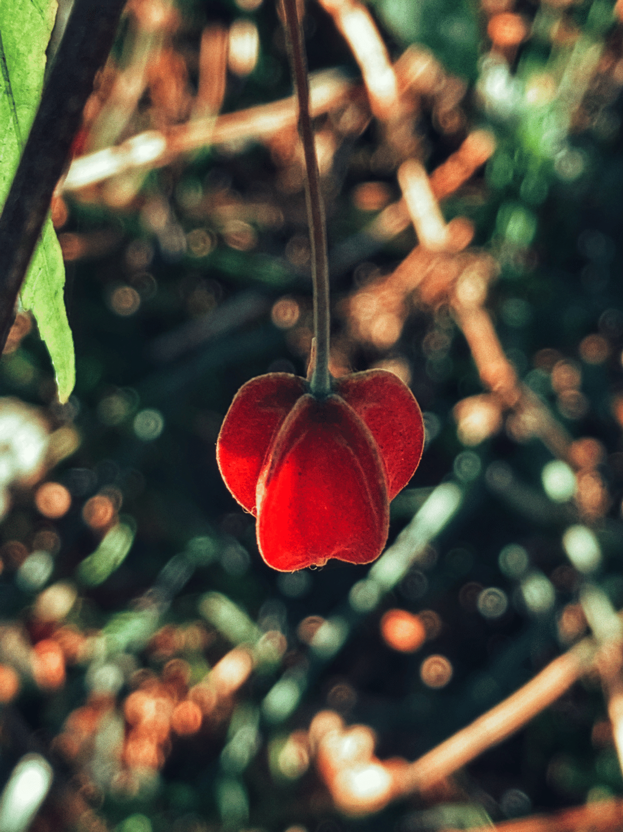 チロリアンランプ のの Note