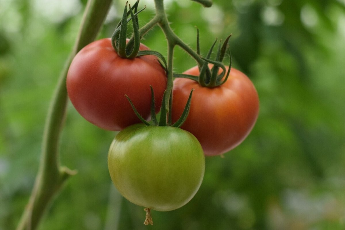 うれしおトマト🍅_210210_7