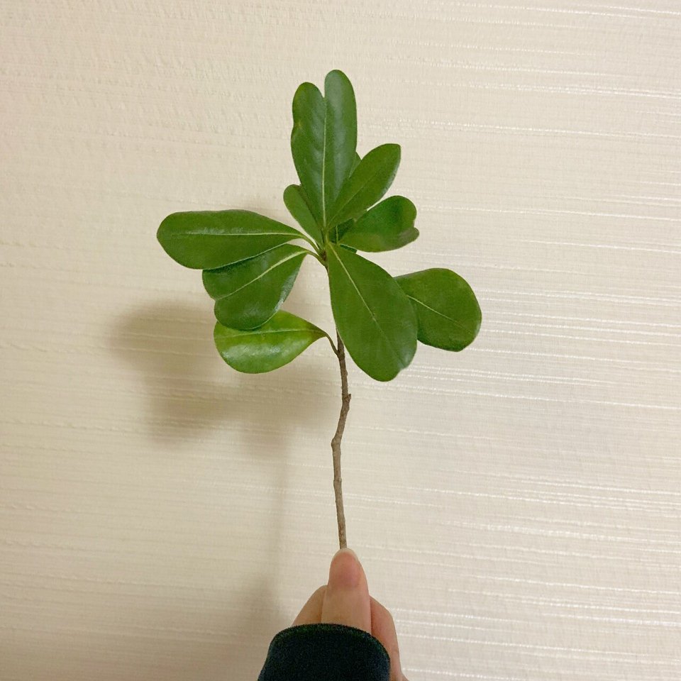 大人の島留学日記 56 トベラ 離島にもっと若者の還流を Note