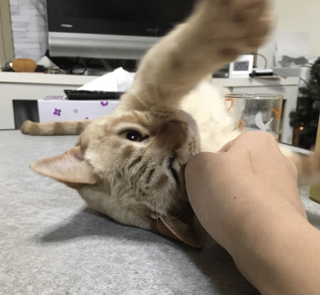 引っ掻き傷」の新着タグ記事一覧|note u2015u2015つくる、つながる、とどける。