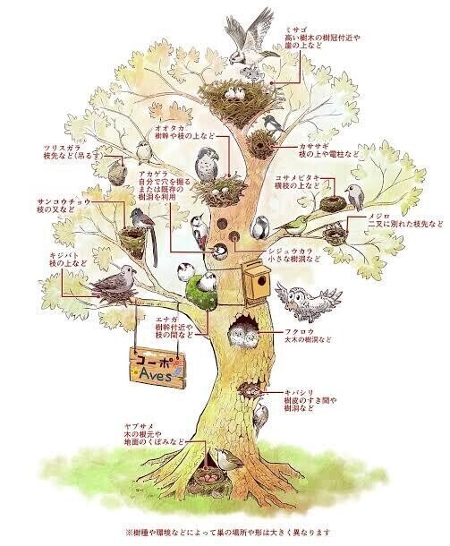 第1463回 カーペンターな鳥｜翆野 大地