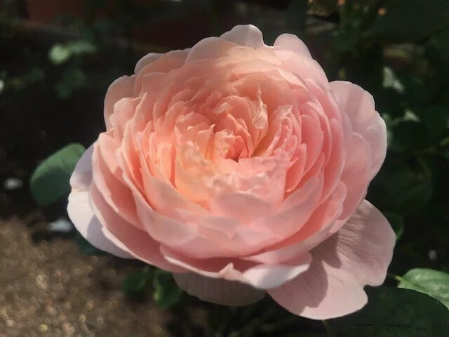キレイ バラ 薔薇 ピンク