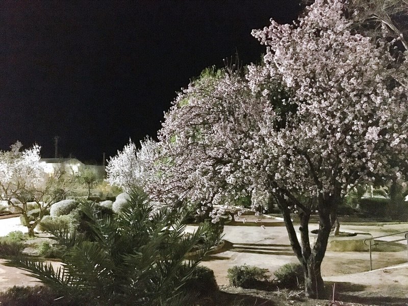 スペインで桜 Saki Note スペインで桜 Saki Note