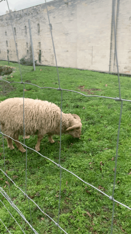 街で 羊を飼う Mariko Note 街で 羊を飼う Mariko Note
