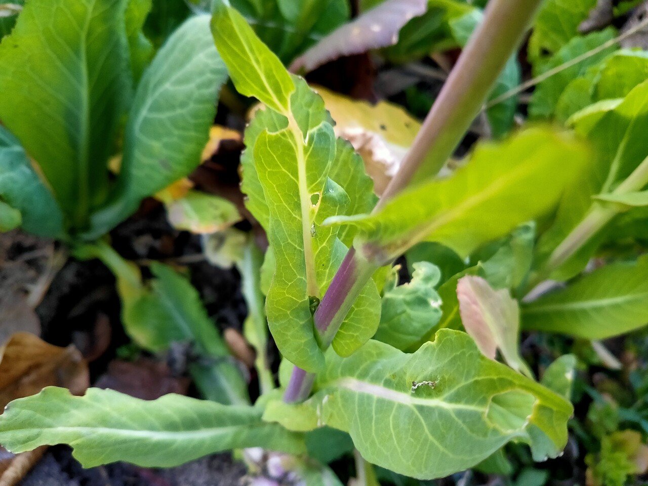 小松菜の花 唐崎翔太 島旅農園 ほとり Note