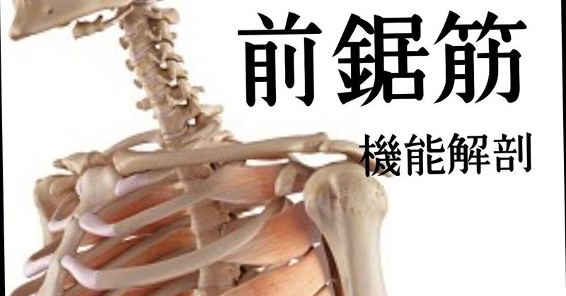 甲 胸郭 関節 肩 【肩甲胸郭関節へのアプローチ】胸鎖関節と肩鎖関節の理解で肩のリハビリは捗る。