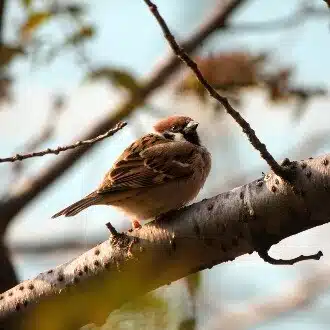 高校生動物写真家-咲太郎（さくたろう)