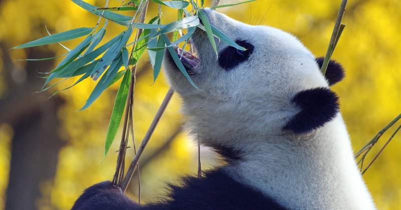 中国語を学ばないと損 日本人ならではの中国語学習メリット Lilian中国語スクール Note