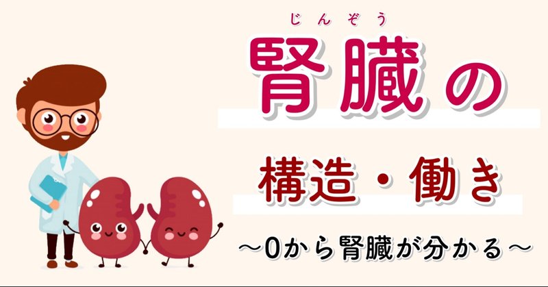0から覚える腎臓の構造と働き おがちゃん先生 整体師 Note 0から覚える腎臓の構造と働き おがちゃん先生 整体師 Note