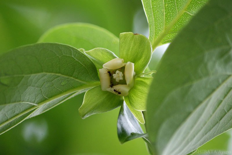 庭 柿の花に蟻 ちっちゃな柿の実 芝田文乃 Note