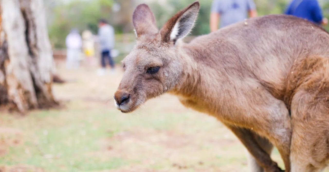 可愛い動物がたくさん オーストラリアの タスマニア が天国みたいなところだった Chan Note 可愛い動物がたくさん オーストラリアの タスマニア が天国みたいなところだった Chan Note