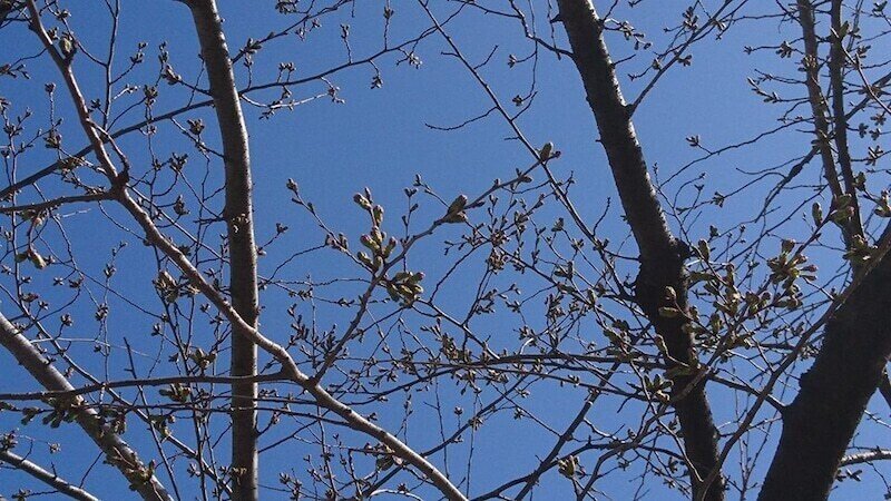 好きな人を信じられないときは ラッドウィンプスの ふたりごと を聴いてほしい 読める音楽ラジオ Note