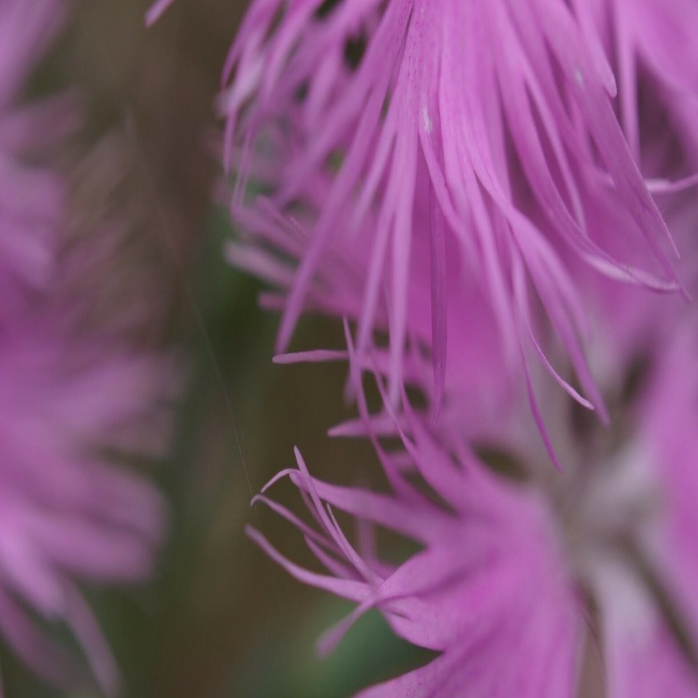 源氏物語の色 26「常夏」～テーマカラーは撫子～｜shibunori