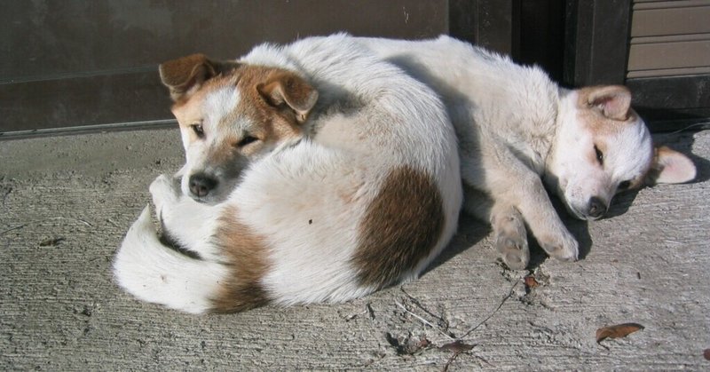 いずれは訪れる 死との出会い忠犬ロッキーはとうとう長い旅に 星になってしまいました ダッケちゃん Note